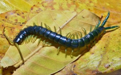 ETHMOSTIGMUS SP. BLUE BORNEO / SCOLOPENDRA/ CENTIPEDE/ KELABANG